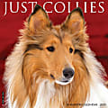 2025 Willow Creek Press Wall Calendar, 12” x 12”, Collies, January 2025 To December 2025, 42519 1 thumbnail image