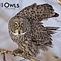 2024 BrownTrout Monthly Square Wall Calendar, 12" x 12", Owls, January to December