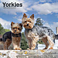 2024 BrownTrout Monthly Square Wall Calendar, 12" x 12", Yorkshire Terriers, January to December