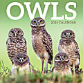 2024 TF Publishing Animal Wall Calendar, 12" x 12", Owls, January To December