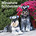 2024 BrownTrout Monthly Square Wall Calendar, 12" x 12", Miniature Schnauzers, January to December