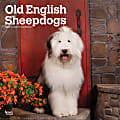 2025 BrownTrout Old English Sheepdogs Monthly Plastic-Free Square Wall Calendar, 12" x 12", Dog Breeds, January to December 2025, 9781975477486 1 thumbnail image