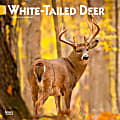 2025 BrownTrout White Tailed Deer Monthly Plastic-Free Square Wall Calendar, 12" x 12", Wildlife, January to December 2025, 9781975477998 1 thumbnail image