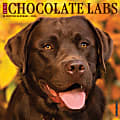 2024 Willow Creek Press Animals Monthly Wall Calendar, 12" x 12", Just Chocolate Labs, January To December