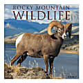 Willow Creek Press Animals Monthly Wall Calendar, 12" x 12", Rocky Mountain Wildlife, January To December 2020 1 thumbnail image