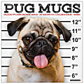 2026 Willow Creek Press Animals Monthly Wall Calendar, 12" x 12", Pug Mugs, January To December, 52488 1 thumbnail image