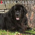 2026 Willow Creek Press Animals Monthly Wall Calendar, 12" x 12", Newfoundlands, January To December, 52174 1 thumbnail image
