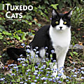 2024 BrownTrout Monthly Square Wall Calendar, 12" x 12", Tuxedo Cats, January to December