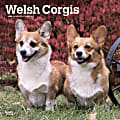 2024 BrownTrout Monthly Square Wall Calendar, 12" x 12", Welsh Corgis, January to December