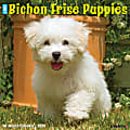 2026 Willow Creek Press Animals Monthly Wall Calendar, 12" x 12", Bichon Frise Puppies, January To December, 50231 1 thumbnail image