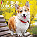 Willow Creek Press Animals Monthly Wall Calendar, Pembroke Corgis, 12" x 12", January To December 2021