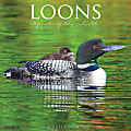 Willow Creek Press Animals Monthly Wall Calendar, 12" x 12", Loons, January to December 2022, 18767 1 thumbnail image