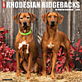 2024 Willow Creek Press Animals Monthly Wall Calendar, 12" x 12", Just Rhodesian Ridgebacks, January To December