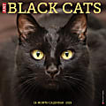 2025 Willow Creek Press Monthly Wall Calendar, 12" x 12", Black Cats, January 2025 to December 2025, 41833 1 thumbnail image