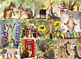 Willow Creek Press 1,000-Piece Puzzle, 26-5/8" x 19-1/4", Gettin' Squirrelly 1 thumbnail image