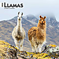 2024 BrownTrout Monthly Square Wall Calendar, 12" x 12", Llamas, January to December
