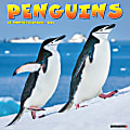 2024 Willow Creek Press Animals Monthly Wall Calendar, 12" x 12", Penguins, January To December