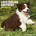 2024 Willow Creek Press Animals Monthly Wall Calendar, 12" x 12", Just Australian Shepherd Puppies, January To December