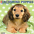 2025 Willow Creek Press Monthly Wall Calendar, 12" x 12", Dachshund Puppies, January 2025 to December 2025, 42649 1 thumbnail image