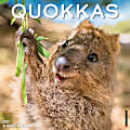 2025 Willow Creek Press Monthly Wall Calendar, 12" x 12", Quokkas, January 2025 to December 2025, 46562 1 thumbnail image
