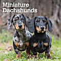 2024 BrownTrout Monthly Square Wall Calendar, 12" x 12", Miniature Dachshunds, January to December
