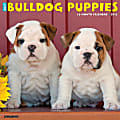 2025 Willow Creek Press Animals Monthly Wall Calendar, 12” x 12”, Bulldog Puppies, January To December, 42021 1 thumbnail image