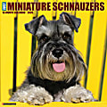 2026 Willow Creek Press Animals Monthly Wall Calendar, 12" x 12", Miniature Schnauzers, January To December, 55502 1 thumbnail image