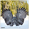 2026 Willow Creek Press Animals Monthly Wall Calendar, 12" x 12", Owls, January To December, 52266 1 thumbnail image