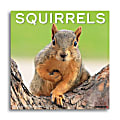 2025 Willow Creek Press Monthly Wall Calendar, 12" x 12", Squirrels, January 2025 to December 2025, 45015 1 thumbnail image