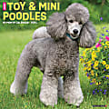 2024 Willow Creek Press Animals Monthly Wall Calendar, 12" x 12", Just Toy & Miniature Poodles, January To December