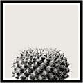 Amanti Art Haze Cactus Succulent by The Creative Bunch Wood Framed Wall Art Print, 25”H x 25”W, Black