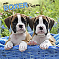 2024 Brown Trout Monthly Square Wall Calendar, 12" x 12", Boxer Puppies, January To December