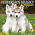 2025 Willow Creek Press Monthly Wall Calendar, 12" x 12", Siberian Husky Puppies, January 2025 to December 2025, 44902 1 thumbnail image