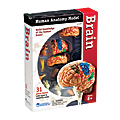 Learning Resources® Model Brain Anatomy Set, Grades 3 - 12