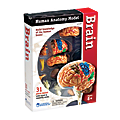 Learning Resources® Model Brain Anatomy Set, Grades 3 - 12 1 thumbnail image