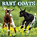 2025 Willow Creek Press Animals Wall Calendar, 12" x 12", Baby Goats, January To December, 41536 1 thumbnail image
