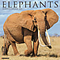 2024 Willow Creek Press Scenic Monthly Wall Calendar, 12" x 12", Elephants, January To December