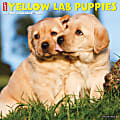 Willow Creek Press Animals Monthly Wall Calendar, 12" x 12", Just Yellow Lab Puppies, January to December 2022, 20234 1 thumbnail image