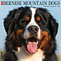 2025 Willow Creek Press Animals Monthly Wall Calendar, 12” x 12”, Bernese Mountain Dogs, January To December, 41697 1 thumbnail image