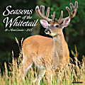 2025 Willow Creek Press Monthly Wall Calendar, 12" x 12", Seasons Of The Whitetail (Deer), January 2025 to December 2025, 46852 1 thumbnail image