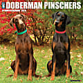2026 Willow Creek Press Animals Monthly Wall Calendar, 12" x 12", Doberman Pinschers, January To December, 55397 1 thumbnail image
