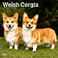 2025 BrownTrout Welsh Corgis Monthly Plastic-Free Square Wall Calendar, 12" x 12", Dog Breeds, January to December 2025, 9781975477950 1 thumbnail image