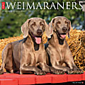 2026 Willow Creek Press Animals Monthly Wall Calendar, 12" x 12", Weimaraners, January To December, 53119 1 thumbnail image