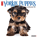 2025 Willow Creek Press Monthly Wall Calendar, 12" x 12", Yorkie Puppies, January 2025 to December 2025, 45541 1 thumbnail image