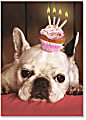 Viabella Fun Birthday Greeting Card With Envelope, Cupcake Dog, 5" x 7"