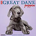 2026 Willow Creek Press Animals Monthly Wall Calendar, 12" x 12", Great Dane Puppies, January To December, 55441 1 thumbnail image