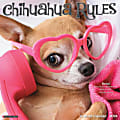 2024 Willow Creek Press Animals Monthly Wall Calendar, 12" x 12", Chihuahua Rules, January To December