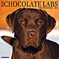 Willow Creek Press Animals Monthly Wall Calendar, 12" x 12", Just Chocolate Labs, January to December 2022, 17463 1 thumbnail image