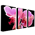 Trademark Global Orchid Gallery-Wrapped Canvas Print By Kathie McCurdy, 24"H x 42"W