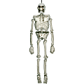 Amscan Halloween Life-Size Skeleton, 54"H x 15"W x 10"D, White 1 thumbnail image